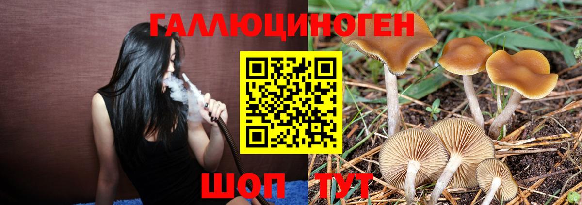 Галлюциногенные грибы Psilocybe Красноармейск